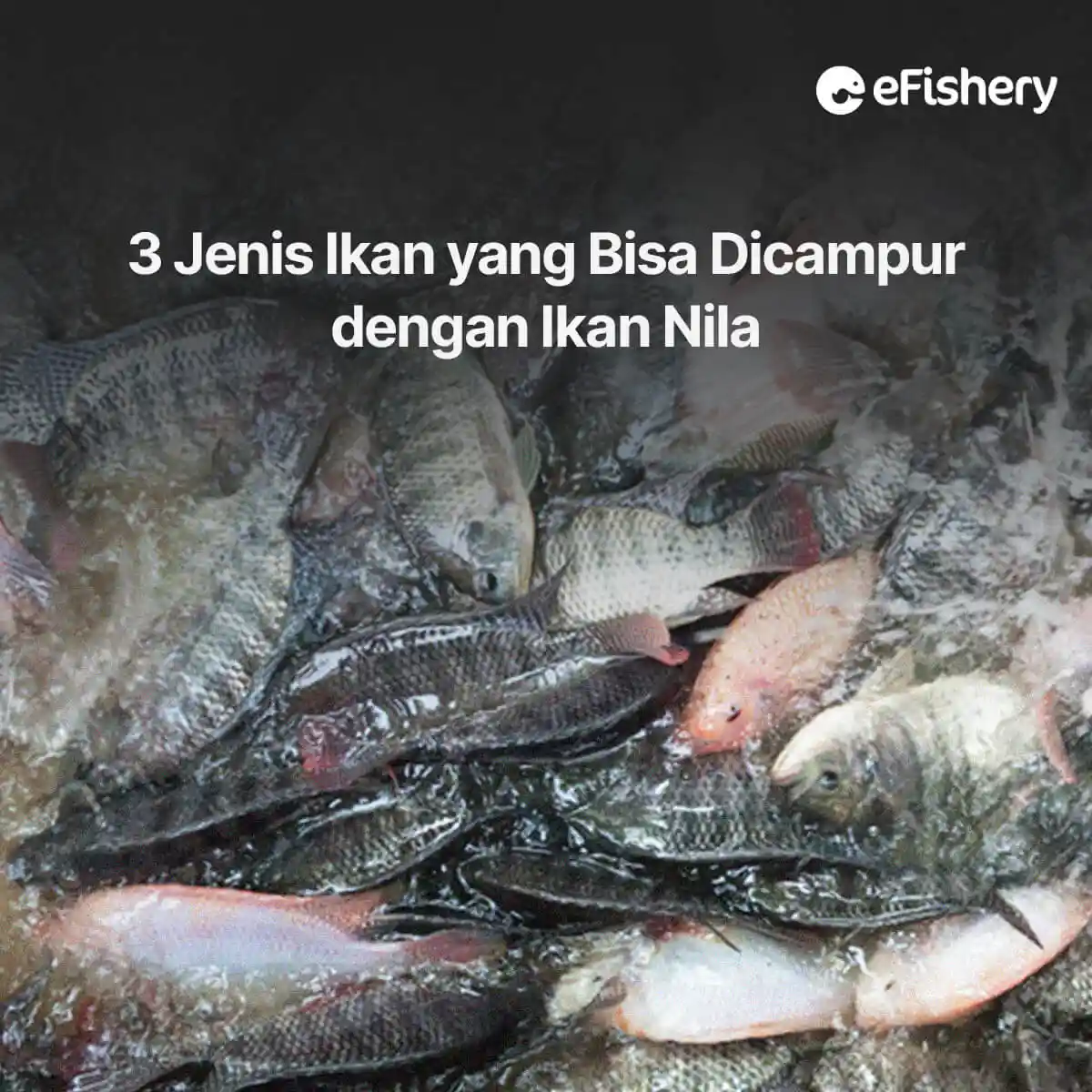 jenis ikan yang bisa dicampur dengan nila