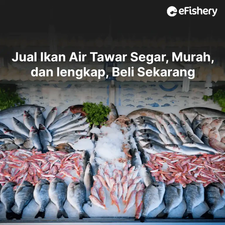 jual ikan air tawar