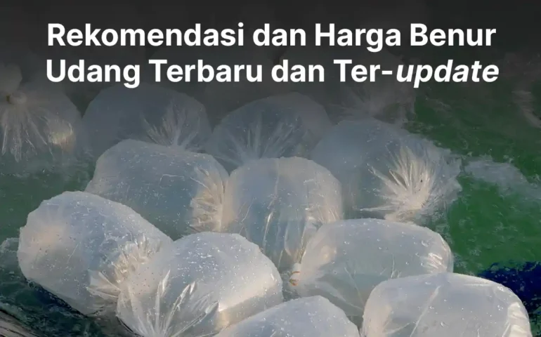 rekomendasi dan harga benur udang