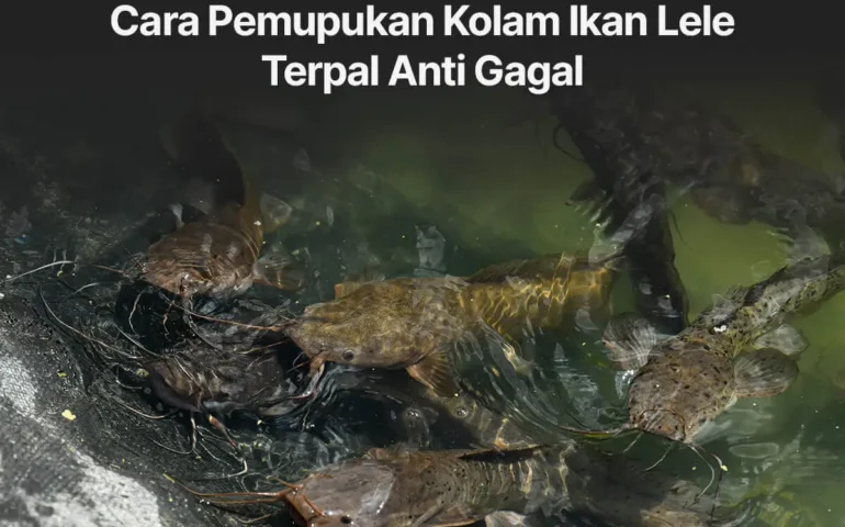 cara pemupukan kolam ikan lele