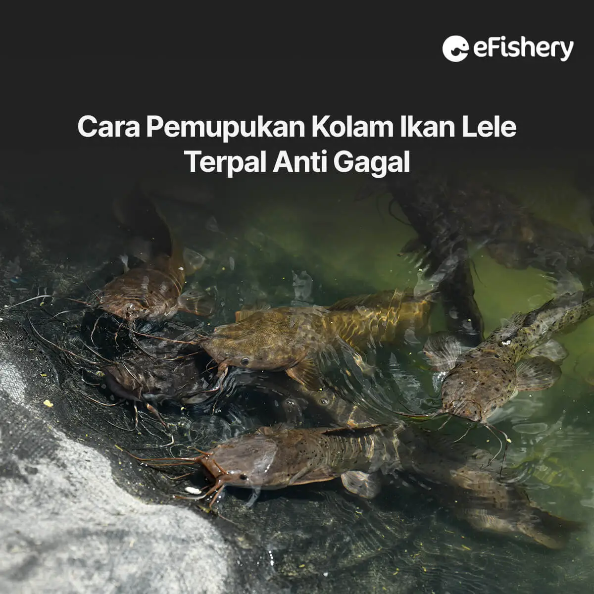 cara pemupukan kolam ikan lele