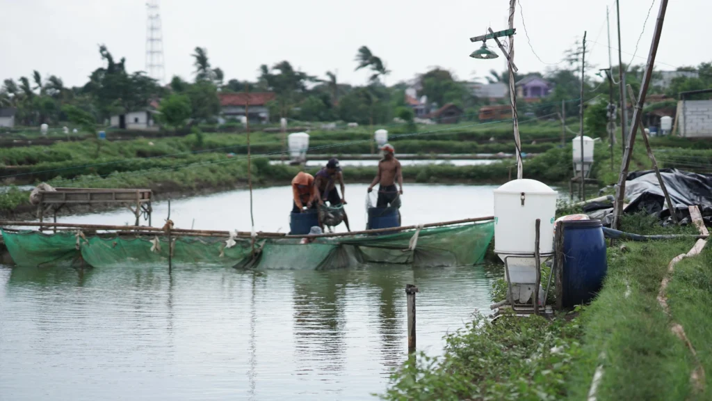 cara pemupukan kolam terpal ikan lele