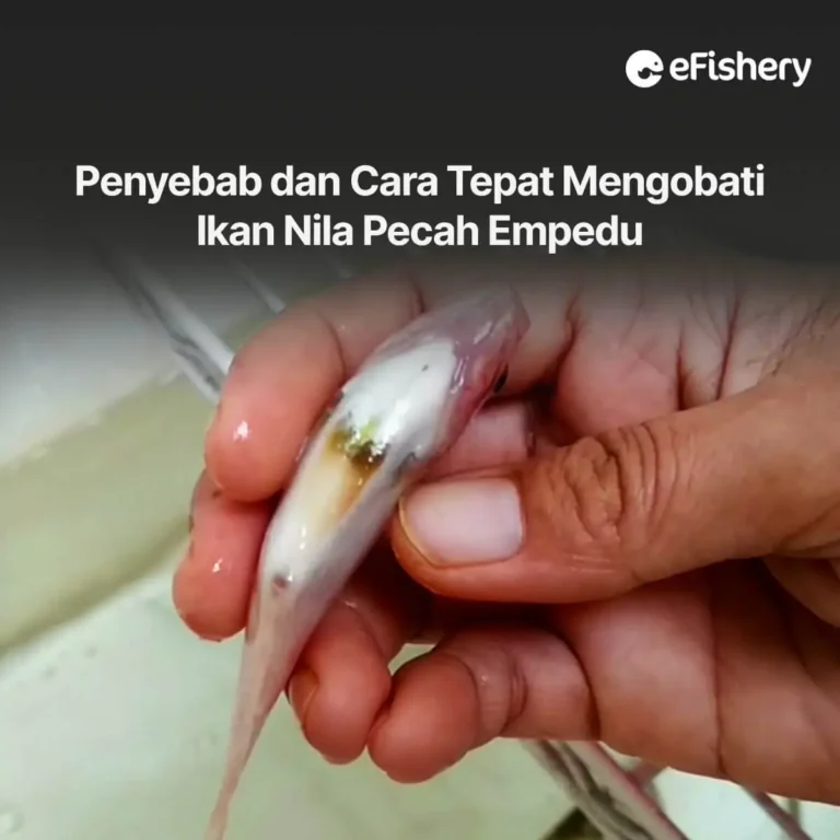 ikan nila pecah empedu