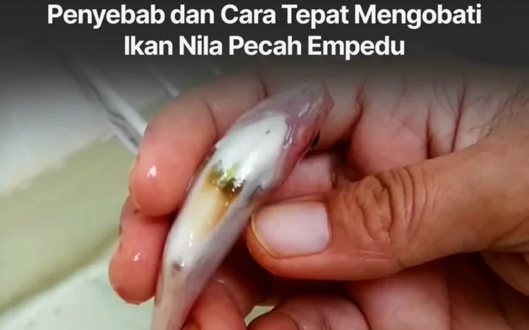 ikan nila pecah empedu