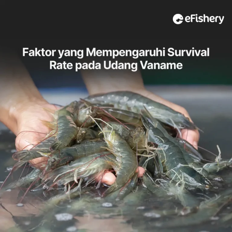 survival rate udang vaname