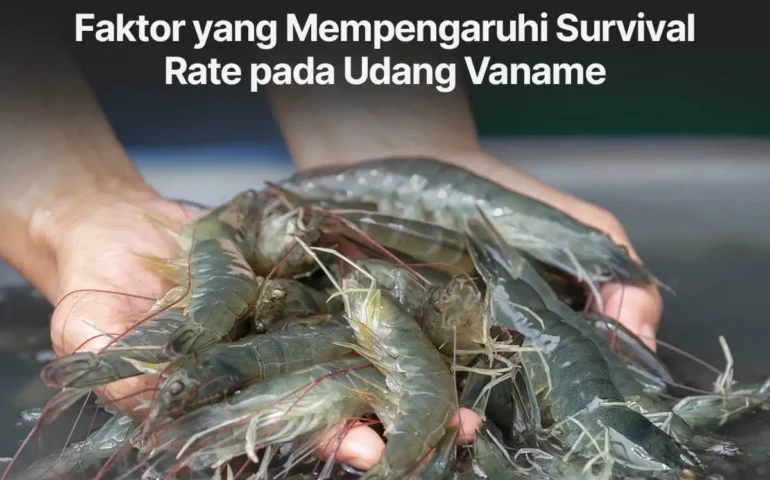 survival rate udang vaname