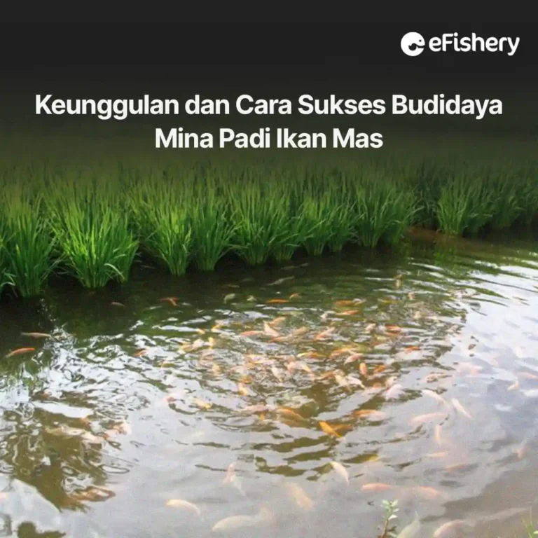 budidaya minapadi ikan mas