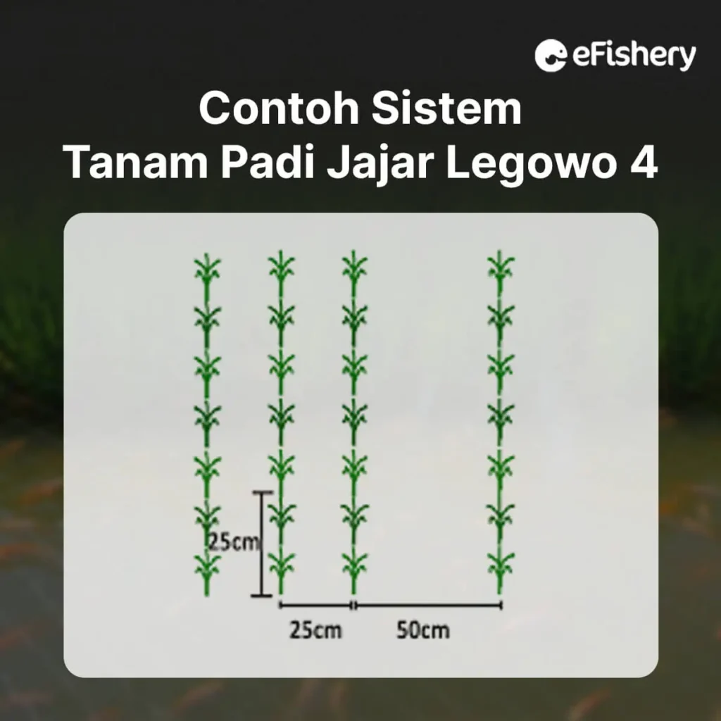 contoh sistem tanam padi jajar legowo 4