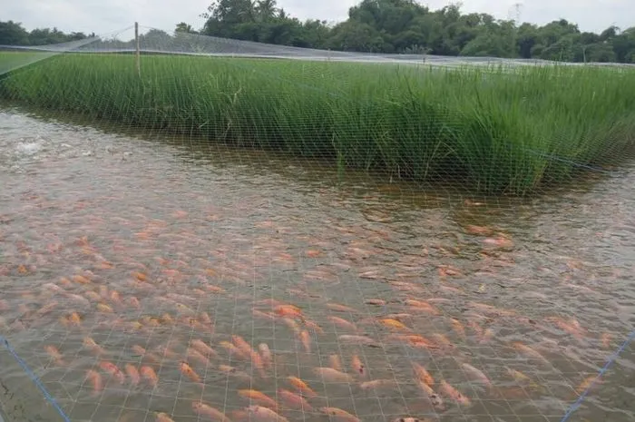 contoh budidaya minapadi ikan mas