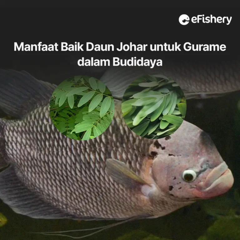 daun johar untuk gurame