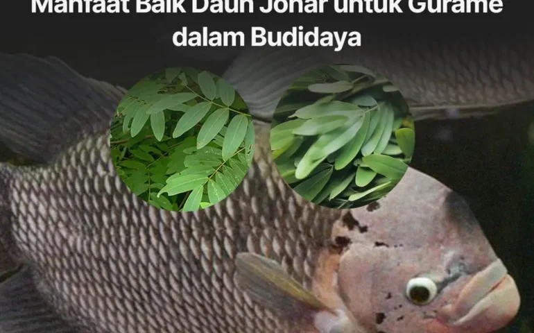 daun johar untuk gurame