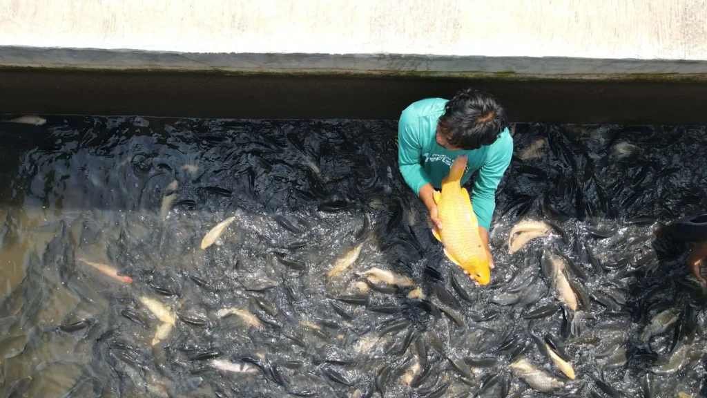 pembudidaya efishery memegang ikan nila