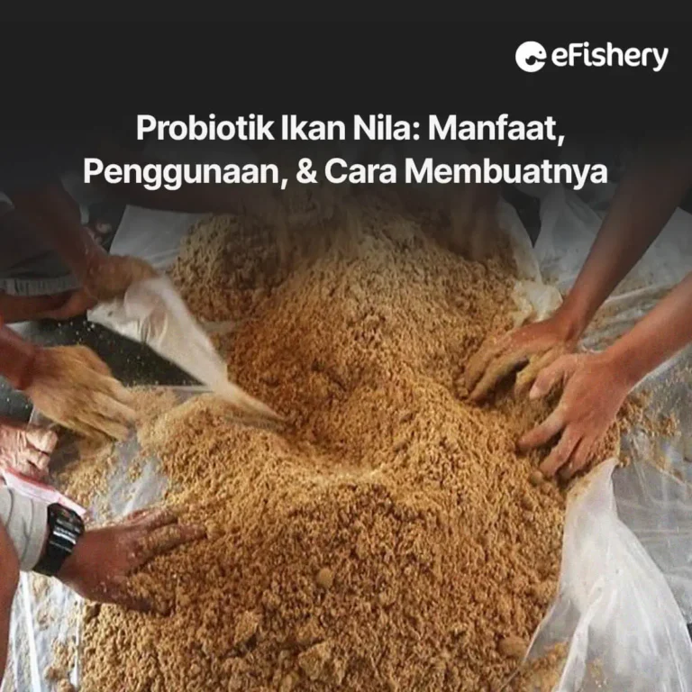 probiotik ikan nila