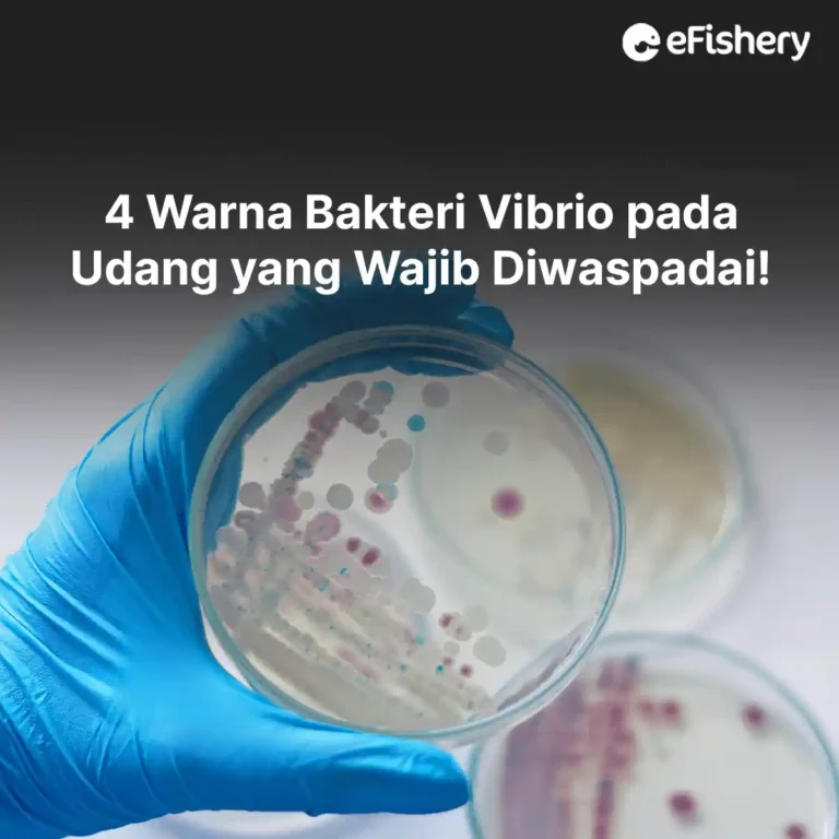 warna bakteri vibrio pada udang