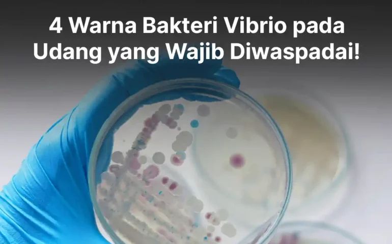 warna bakteri vibrio pada udang