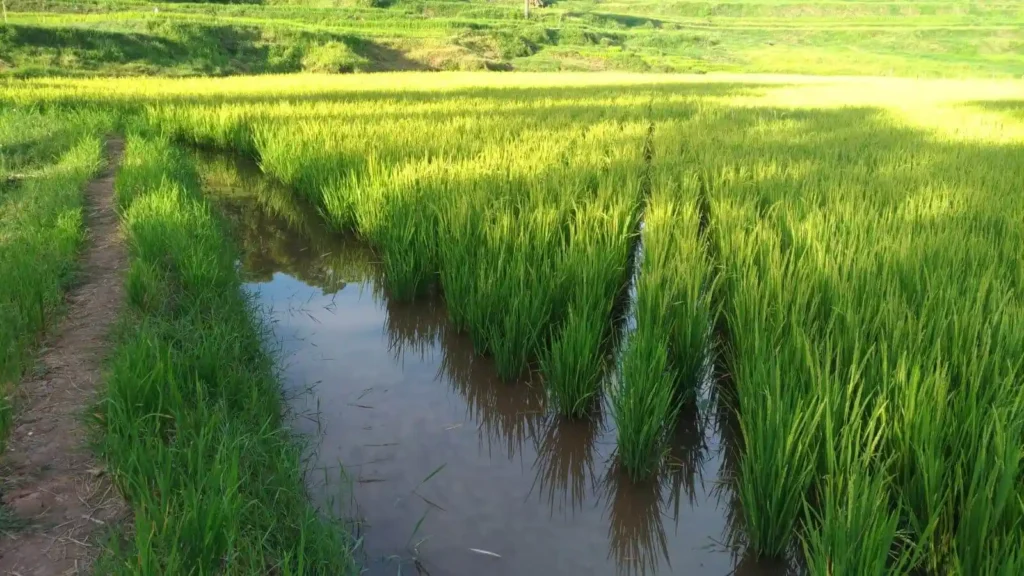 gambar sawah