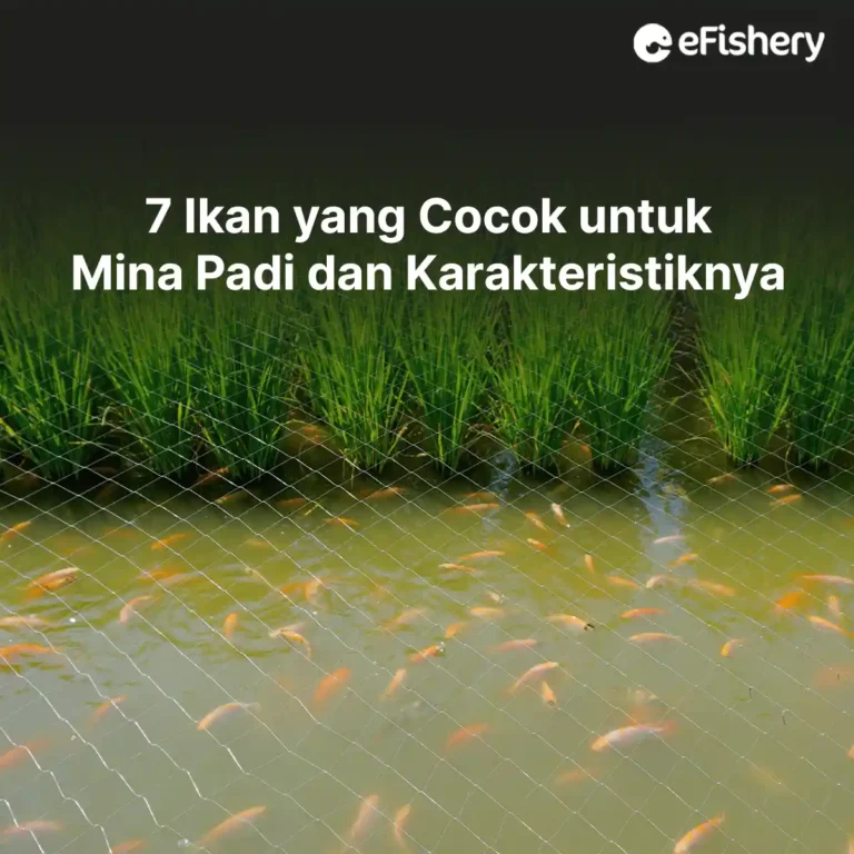 ikan yang cocok untuk mina padi