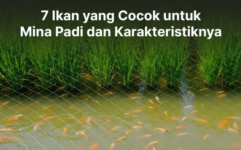 ikan yang cocok untuk mina padi