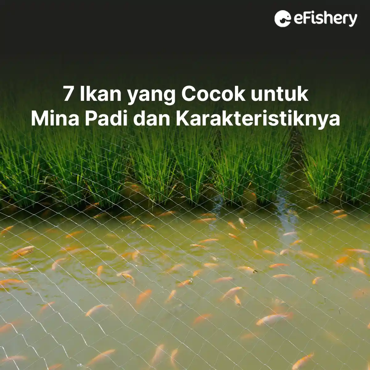 ikan yang cocok untuk mina padi