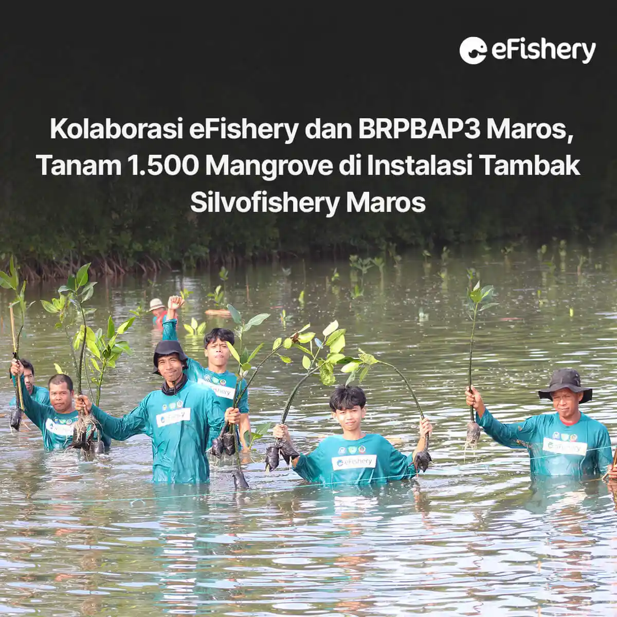 efishery dan brpbap3 maros tanam mangrove di instalasi tambak silvofishery maros