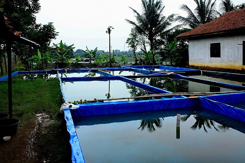 contoh kolam terpal ikan