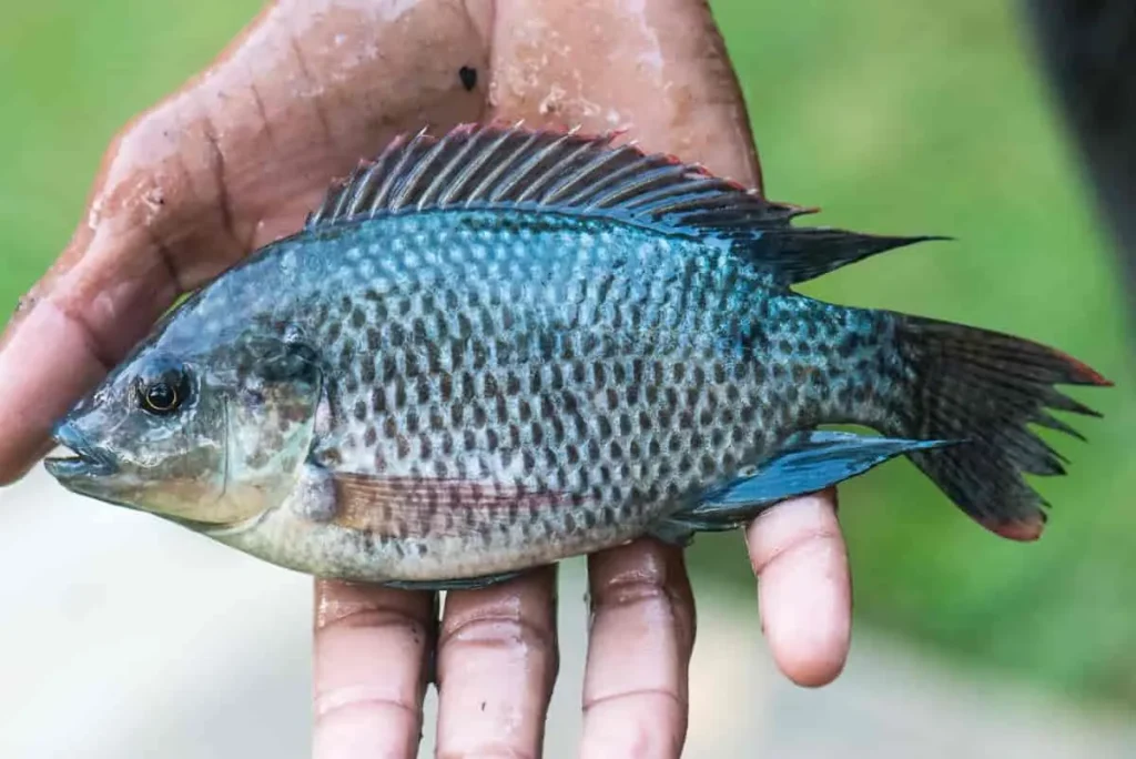 gambaran ikan mujair