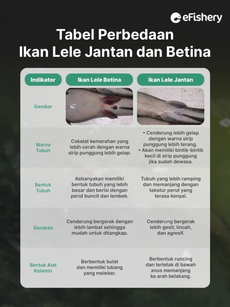 tabel perbedaan ikan lele jantan dan betina